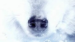 Büyük Alaska Yarışı